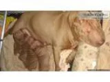 Chinese Shar pei puppies for sale Jan litter - Price 