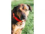 Adopt Precious a Rottweiler