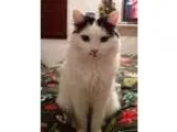 Adopt Breezy a Black and White or Tuxedo Domestic Longhair (long