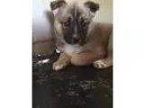 Adopt Louise a Husky Shepherd