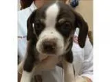 Adopt Alex a Beagle