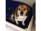 Adopt Ben--Adopted a Beagle