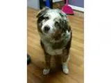 Adopt Fern a Merle Anatolian Shepherd  Mixed dog in Lisbon OH (1