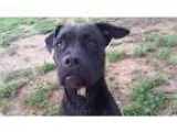 Adopt Bonnie a Pit Bull Terrier Boxer