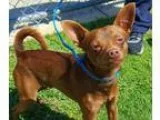 Adopt Jasper a Miniature Pinscher  Mixed dog in Irving TX (15218