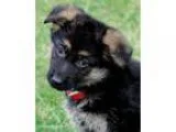 Hujkieu German Shepherd puppies for adoption