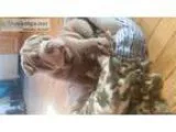 AKC Chinese Shar Pei Puppy
