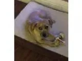 Adopt Koko Adoption Pending a Cairn Terrier Beagle