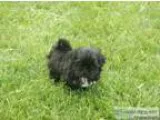 Shichon Puppies - Price .