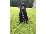 Adopt Pamper Ribbons a Black - with White Labrador Retriever  Mi