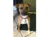 Adopt Frank Courtesy Post a TanYellowFawn - with Black American 