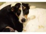 Adopt Olivia a BrownChocolate - with Tan Border Collie  Hound (U