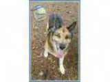 Adopt Monster a German Shepherd Dog