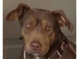 Adopt Trinity a BrownChocolate - with Tan Doberman Pinscher  Pit