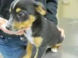Adopt Ike a Beagle