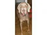 Adopt CARTER a Weimaraner