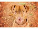Adopt Clyde a Labrador Retriever