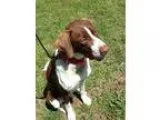 Adopt Bandit SPONSORED a Pointer