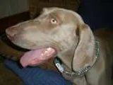 Adopt Blue a Weimaraner