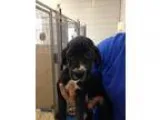 Adopt Running Cat a All Black Domestic Shorthair  Mixed cat in A
