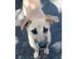 Adopt Sienna - Adopted a Shepherd