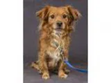 Adopt RED-FRIENDLY and CALM a RedGoldenOrangeCh estnut Cocker Sp