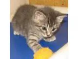 Adopt Talulla (baby girl) a Domestic Short Hair