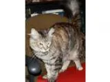 Adopt Bella &quotPurr Baby&quot a Brown Tabby Domestic Mediumhai