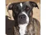 Adopt Brooke (Bookie) a Pit Bull Terrier