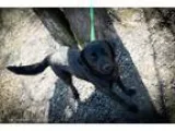 Adopt Yvonne a Black Border Collie  Labrador Retriever  Mixed do