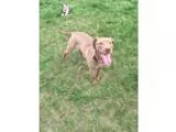 Adopt Tizzy a Labrador Retriever