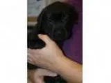 Adopt Halo - Adoption Pending a Labrador Retriever Retriever