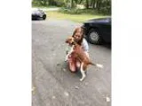 Adopt PRESLEY a Beagle Spaniel