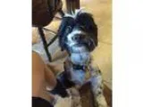 Zeke - Male Boxer Mix