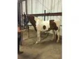 Paint gelding for sale OBO