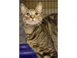 Adopt Primrose a Brown Tabby Domestic Shorthair (short coat) cat