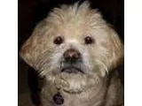 Adopt Zach a Lhasa Apso