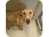 Adopt Dixie Baby a Labrador Retriever