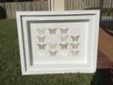 Butterfly wall frame.