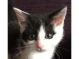 Adopt Han Solo a Black and White or Tuxedo Domestic Shorthair  M
