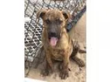 Adopt Benny a German Shepherd Dog  Mixed dog in Leesville SC (15