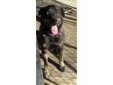 Adopt Diesel a Border Collie  Australian Cattle Dog  Mixed dog i