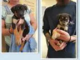 Adopt German Shepherd Puppies (Smyrna NY) a German Shepherd Dog