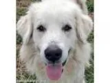 Adopt Aries - new a Great Pyrenees