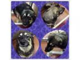 Adopt MARCO a Norwegian Elkhound