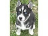 Cute siberian husky puppies available