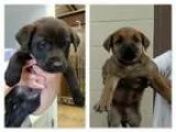 Adopt Lab Mix Puppies - Litter of 8 a Labrador Retriever