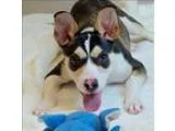 Adopt Smiley a Whippet  Rat Terrier  Mixed dog in Oakland CA (15