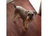 Adopt Gypsy Adoption Pending a Schnauzer
