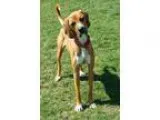 Adopt Bama a TanYellowFawn - with White Great Dane  Boxer  Mixed